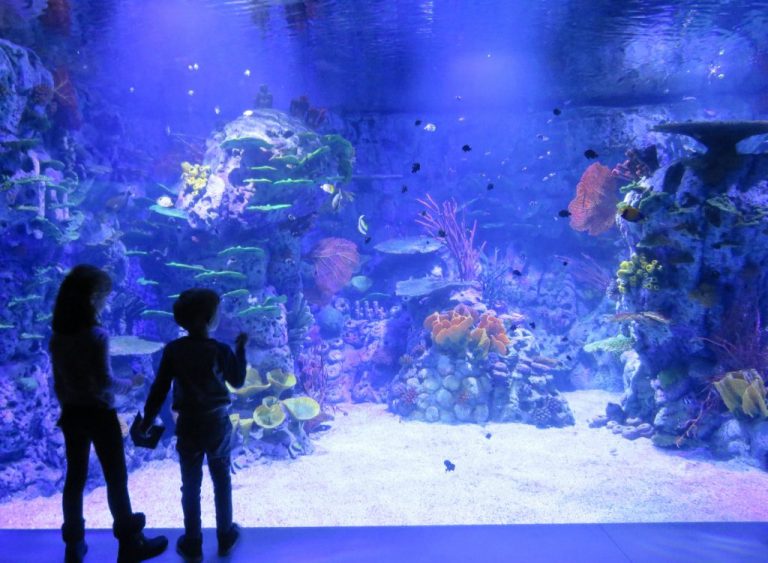 Fotos Atlantis 2018 OK 07 1024x751 1 768x563