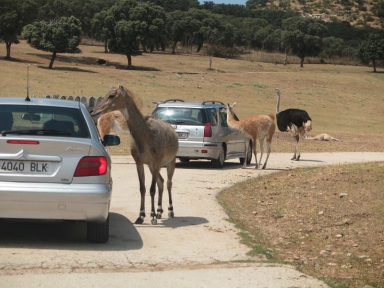 safari park madrid 54 800x600 1 768x576